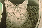 Bulino Engraved Cat